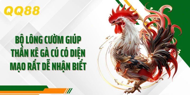 Bộ lông cườm giúp thần kê gà cú có diện mạo rất dễ nhận biết
